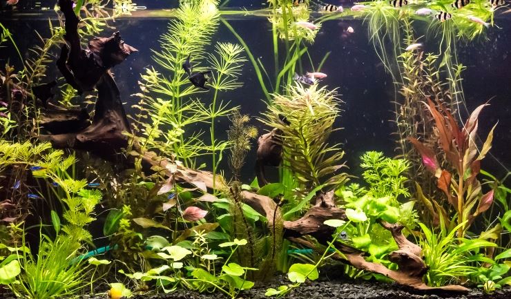 planten aquarium