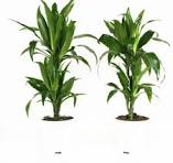 planten gamma