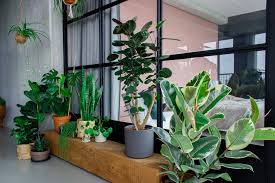 planten in huis
