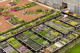 planten kwekerij