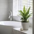 planten voor in de badkamer