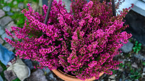 winterharde bloeiende planten