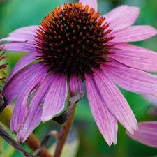 zonnehoed plant kopen