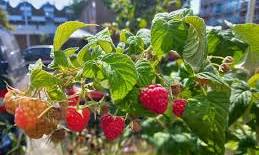 frambozenstruik planten