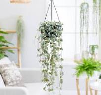 hangende planten