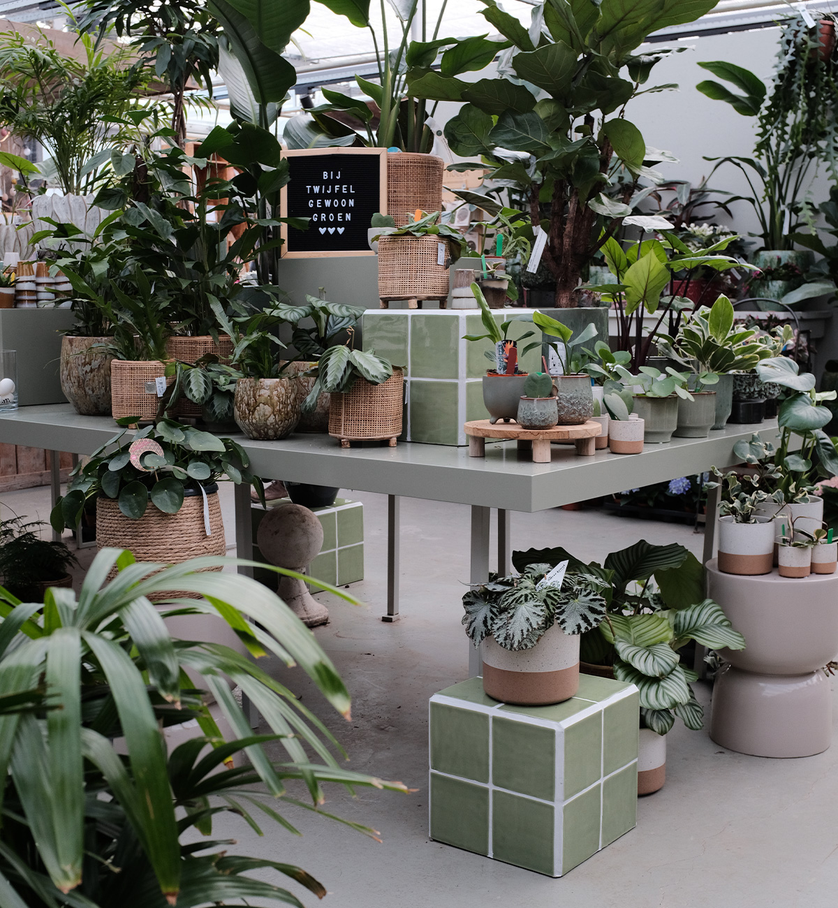 hippe kamerplanten