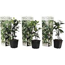 jasmijn plant binnen