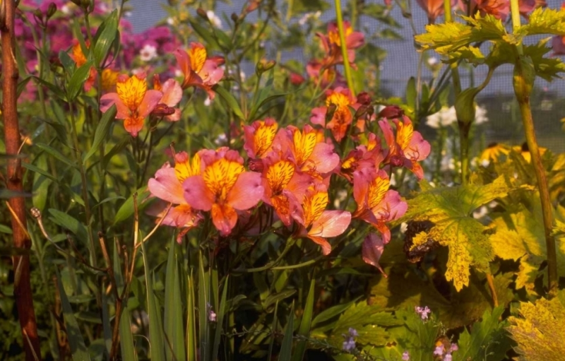 lelie vaste plant