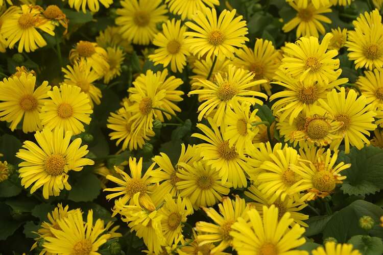 plant met gele bloemen