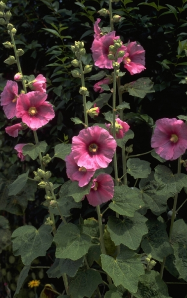 plant met roze bloem