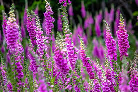 planten met bloemen