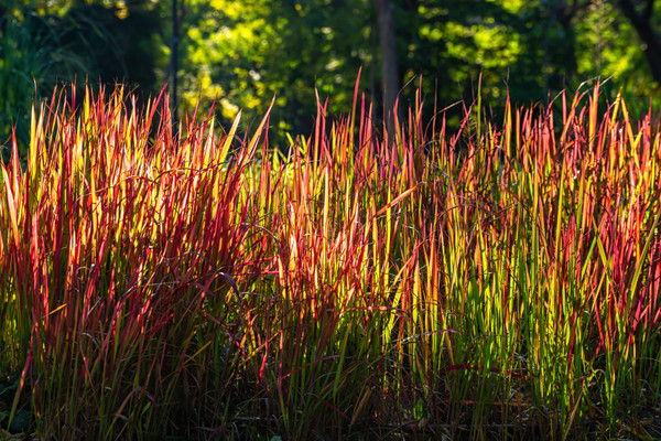 red baron plant