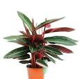 roze plant