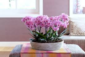 roze planten