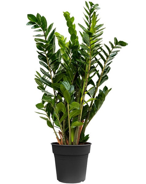 sterke kamerplanten