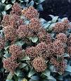 vaste planten groenblijvend