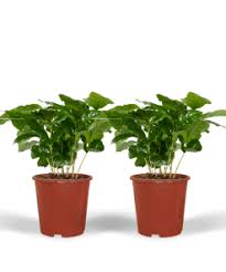groene plant