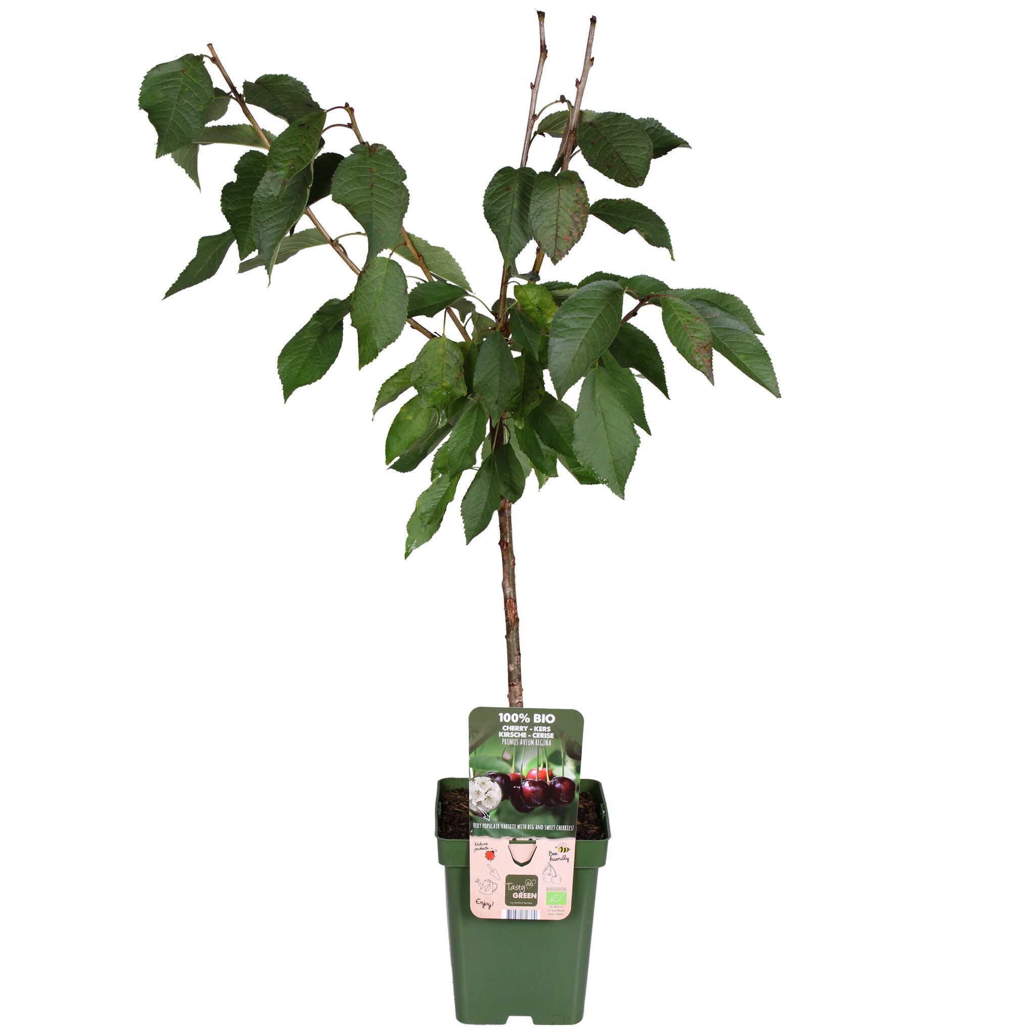 kersenboom planten