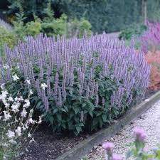 lang bloeiende lage vaste planten