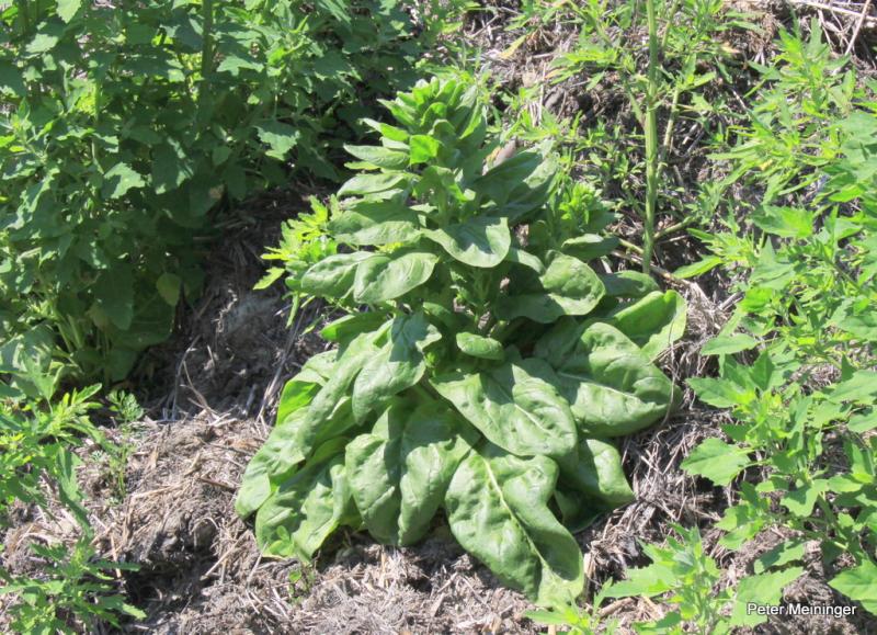 spinazie plant