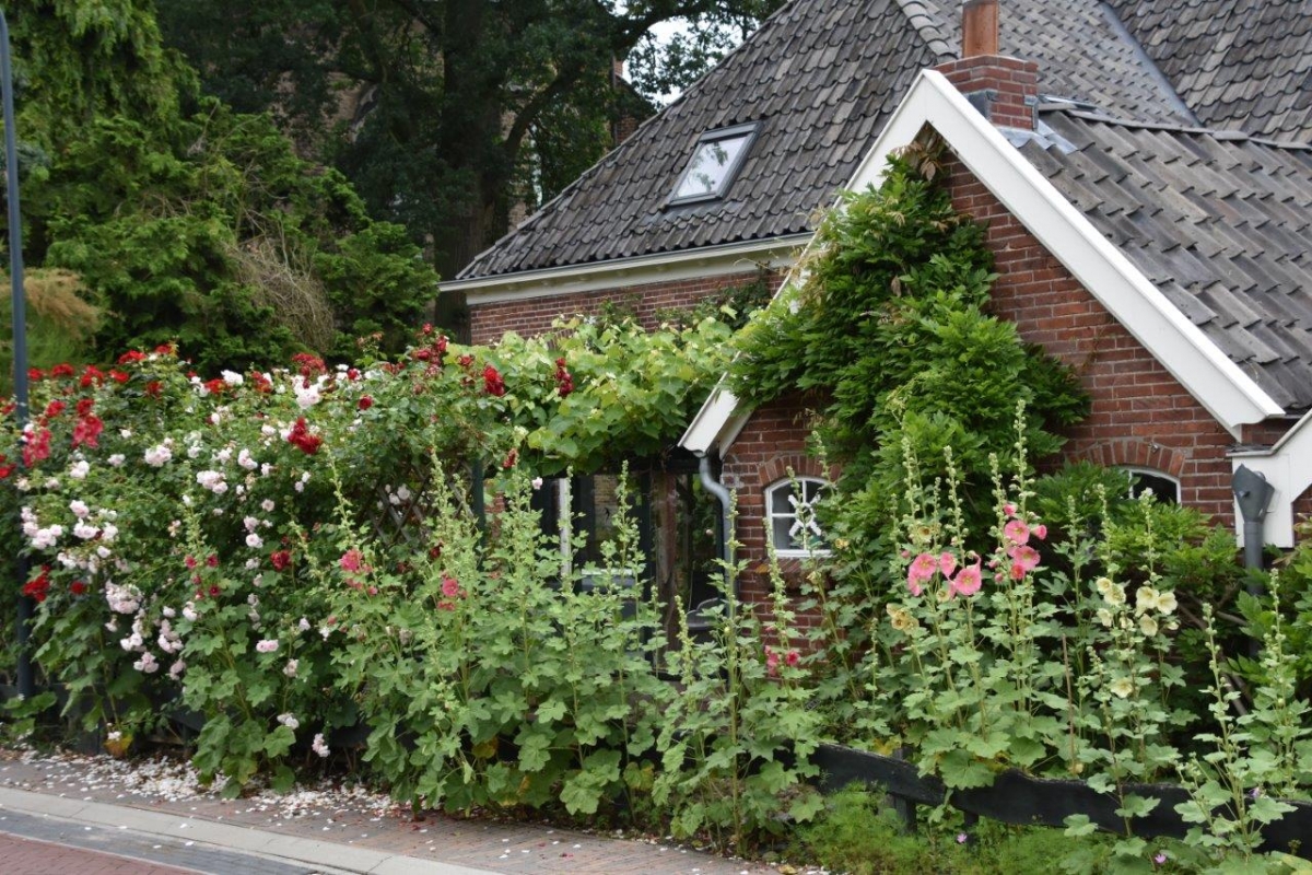 stokrozen planten