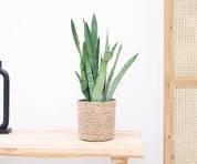 tafel plant
