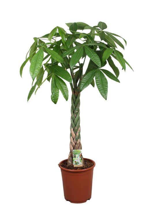 tropische kamerplanten