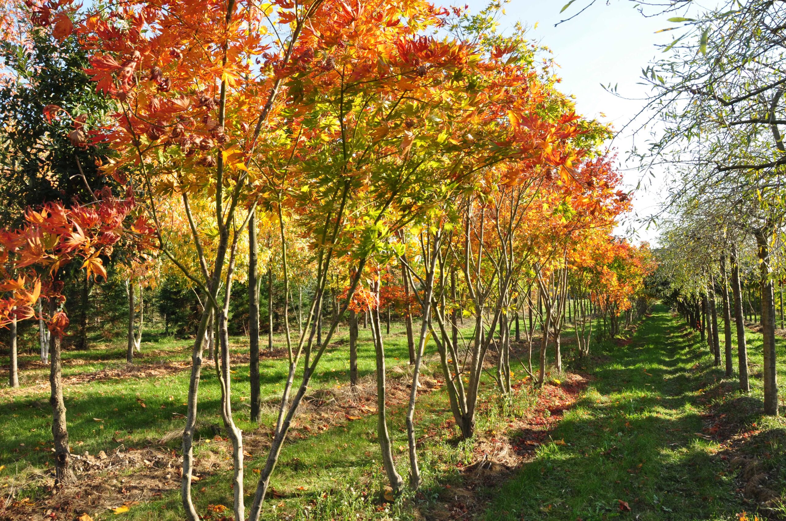 van goidsenhoven plantencentrum