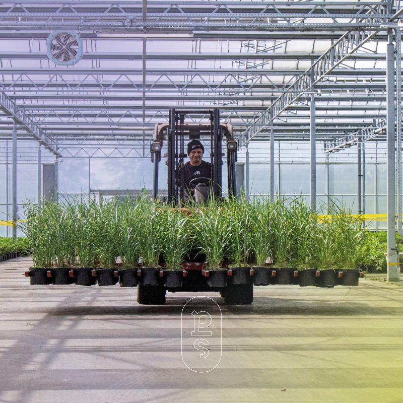 van pelt planten