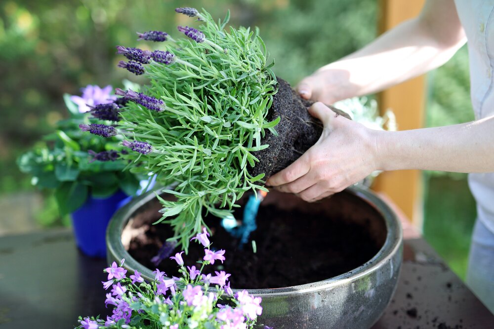 vaste planten in bloembakken
