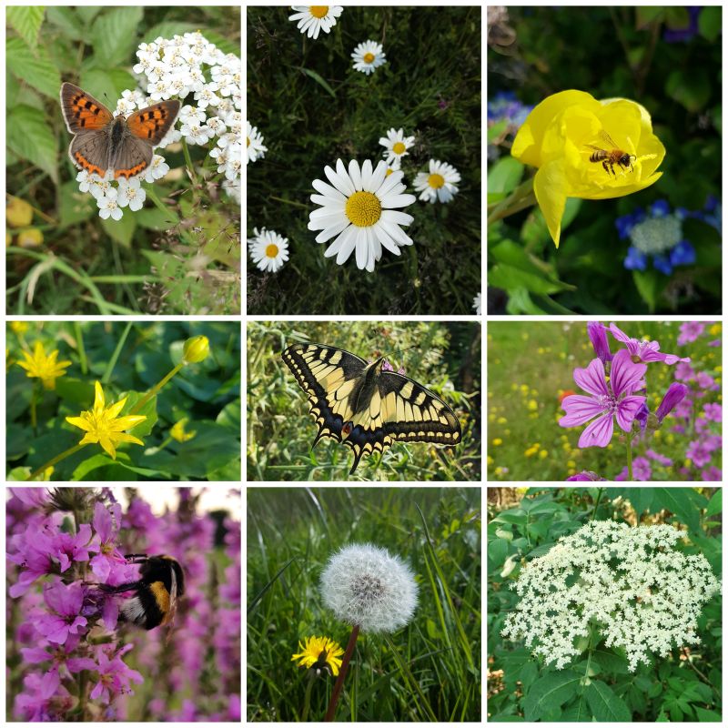wilde planten
