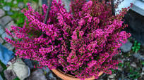 winterharde balkonplanten