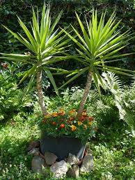 winterharde tropische planten