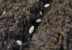 zaadjes planten