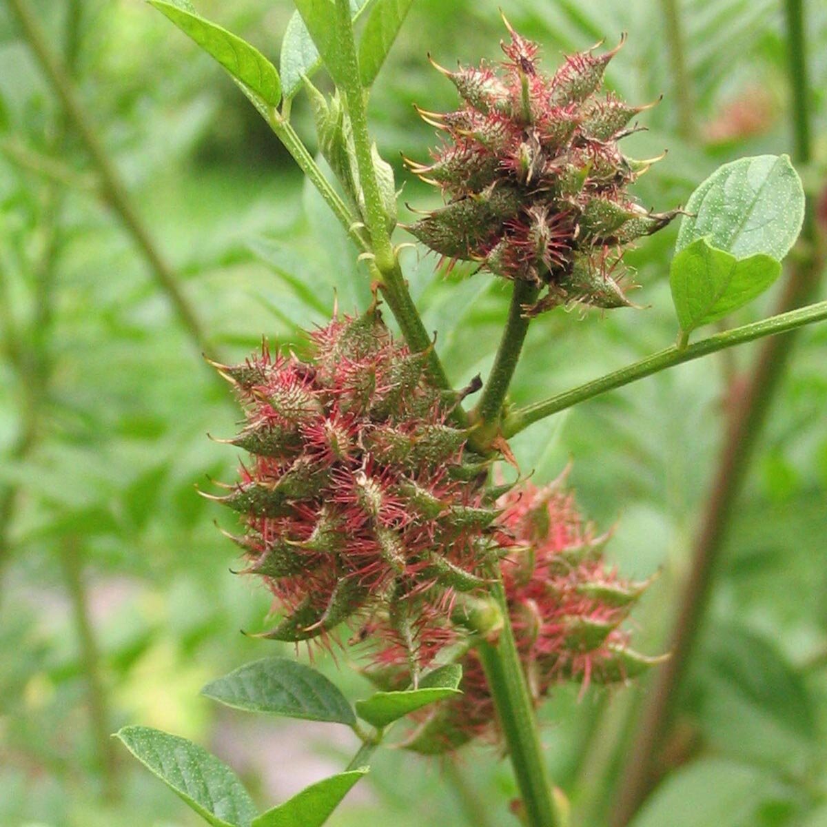 zoethout plant