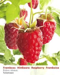 framboos plant