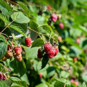 frambozen planten kopen