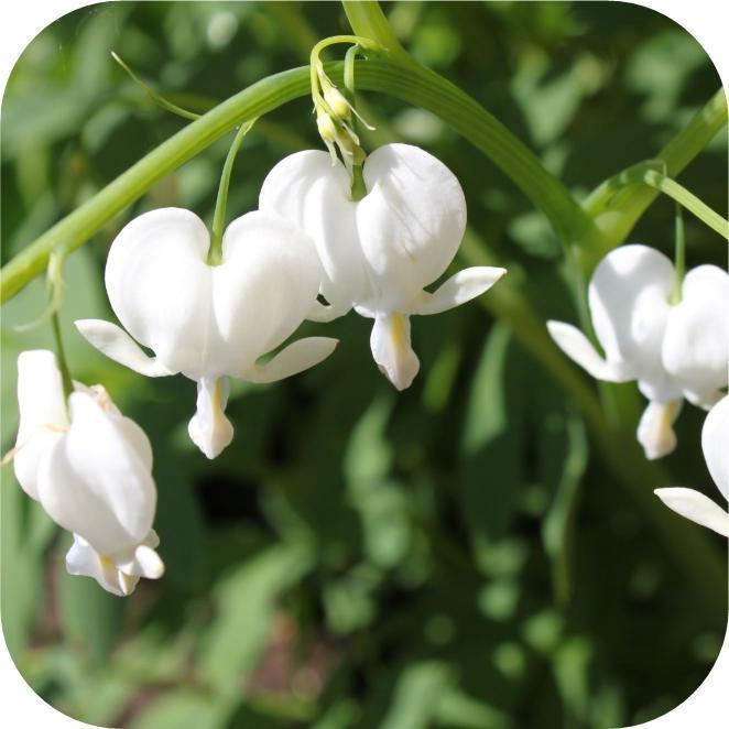 gebroken hartje plant