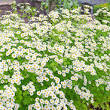 geneeskrachtige planten