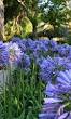 halfschaduw planten