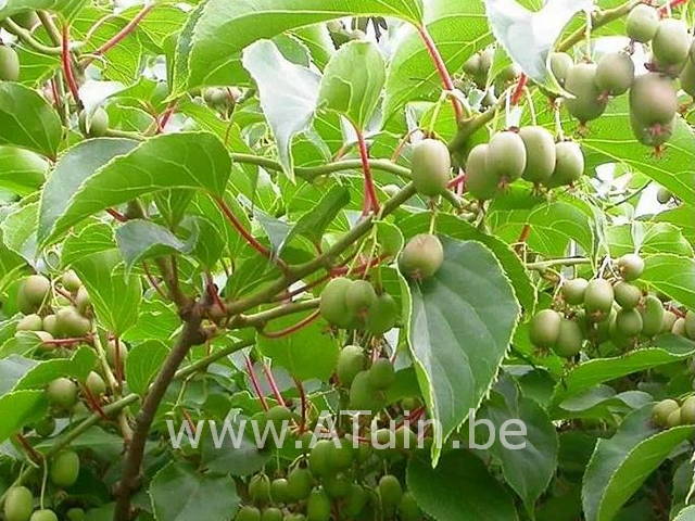 kiwibes planten