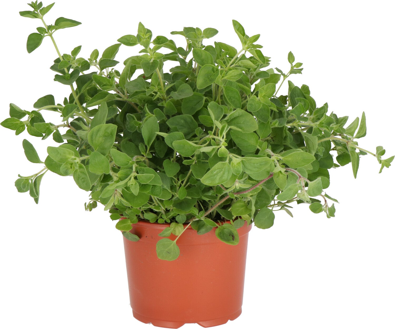 moestuin planten kopen
