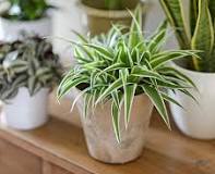 niet giftige planten voor katten