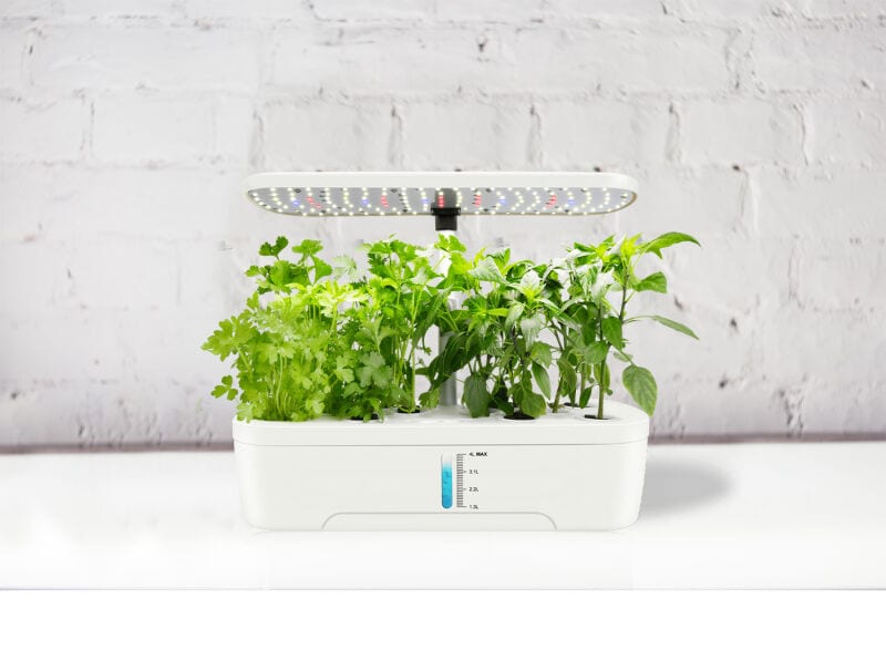 aldi planten