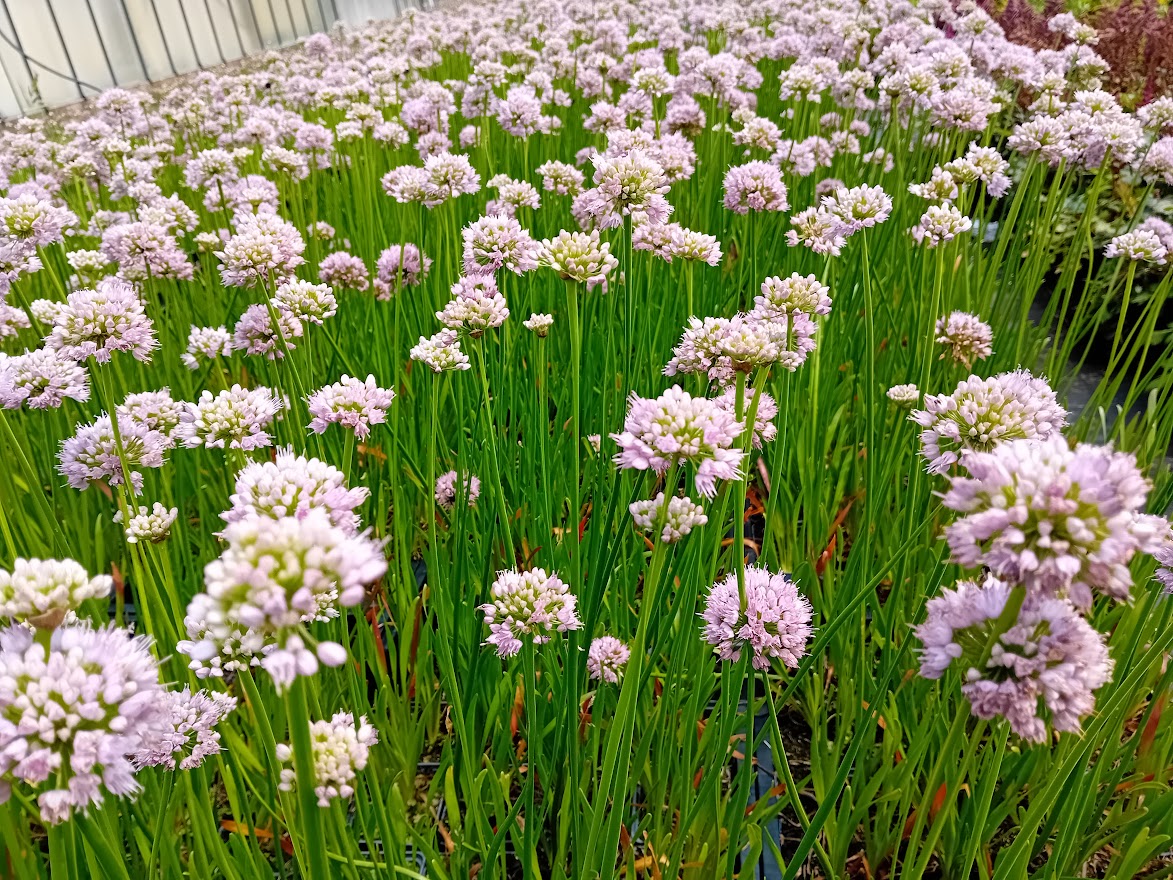 allium vaste plant