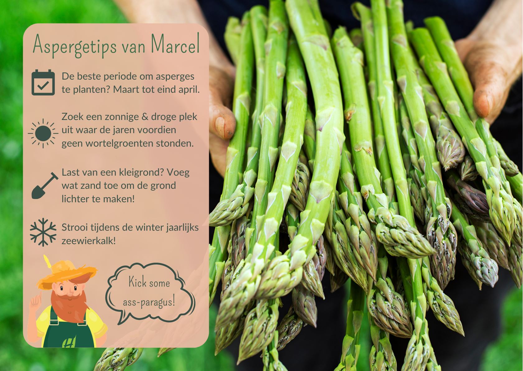 asperge planten kopen