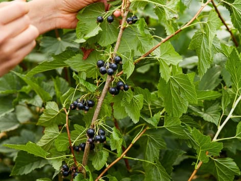 bessenstruiken planten