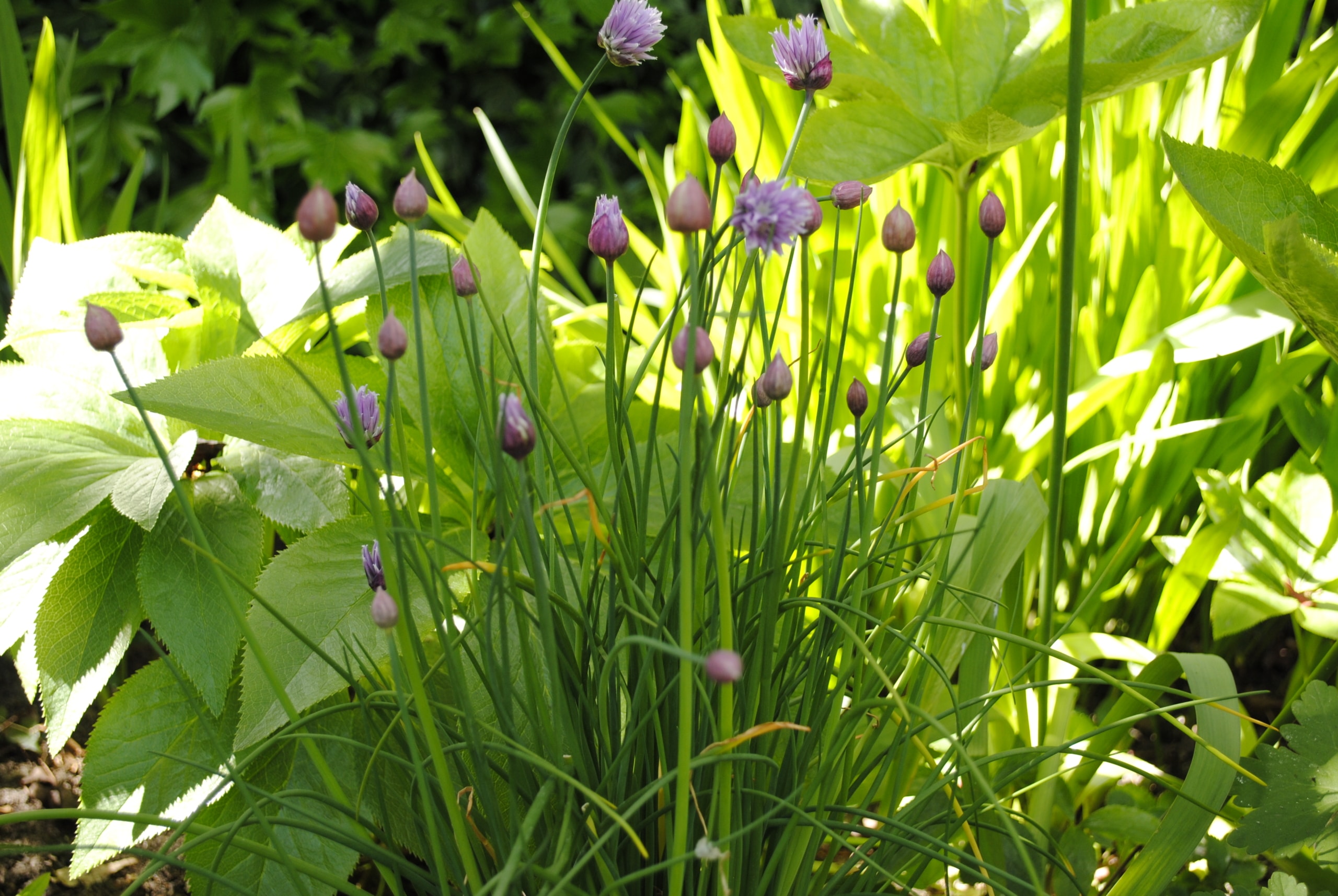 bieslook planten