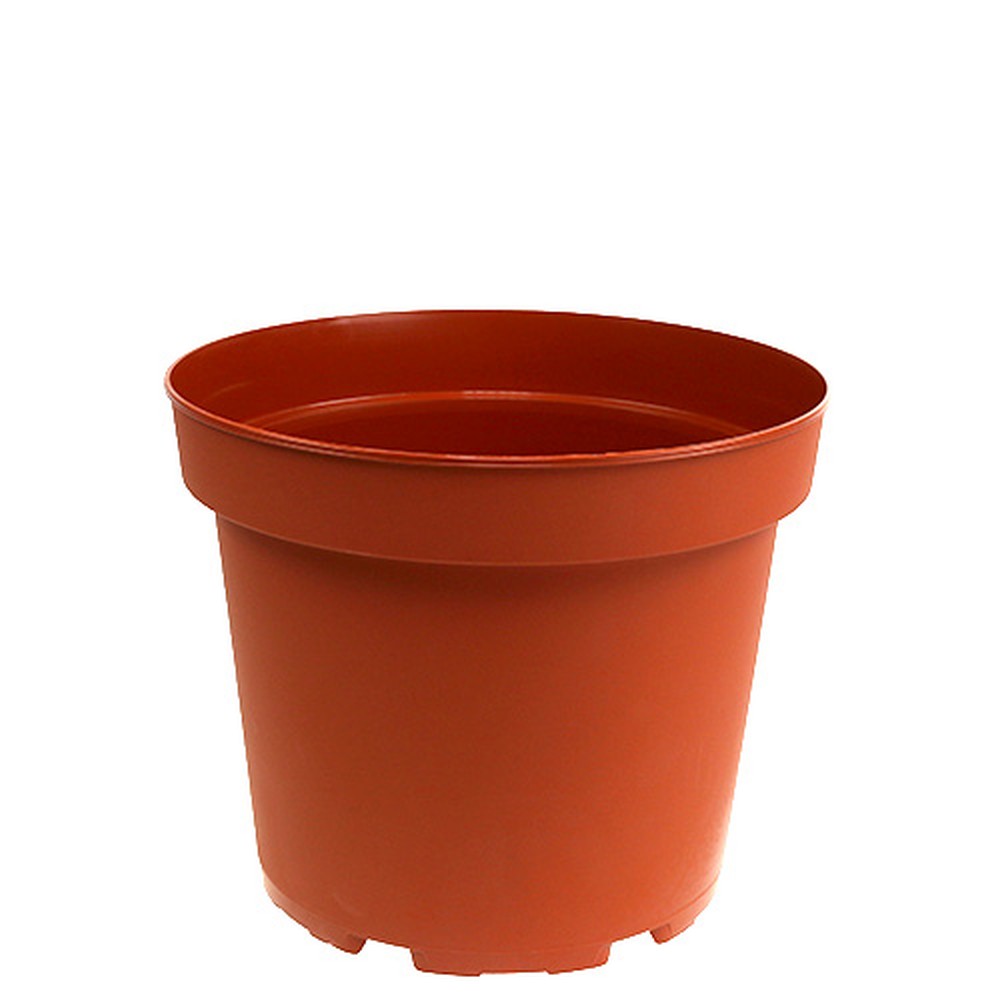 binnenpot plant