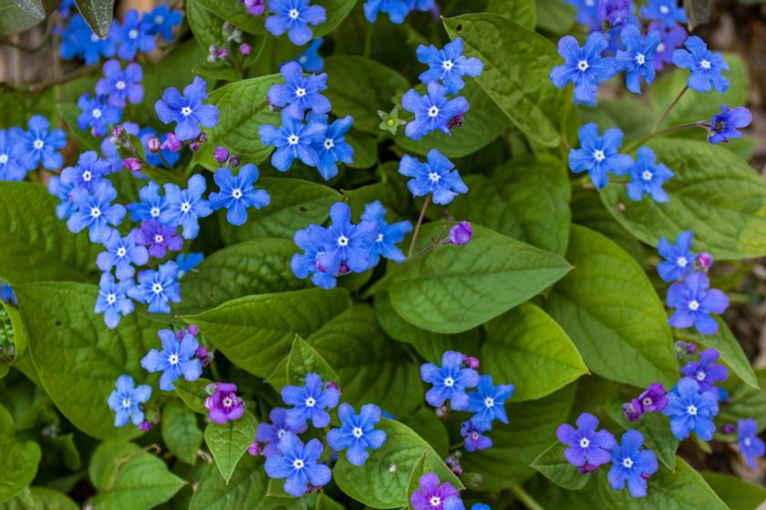 blauwe bloemen vaste plant